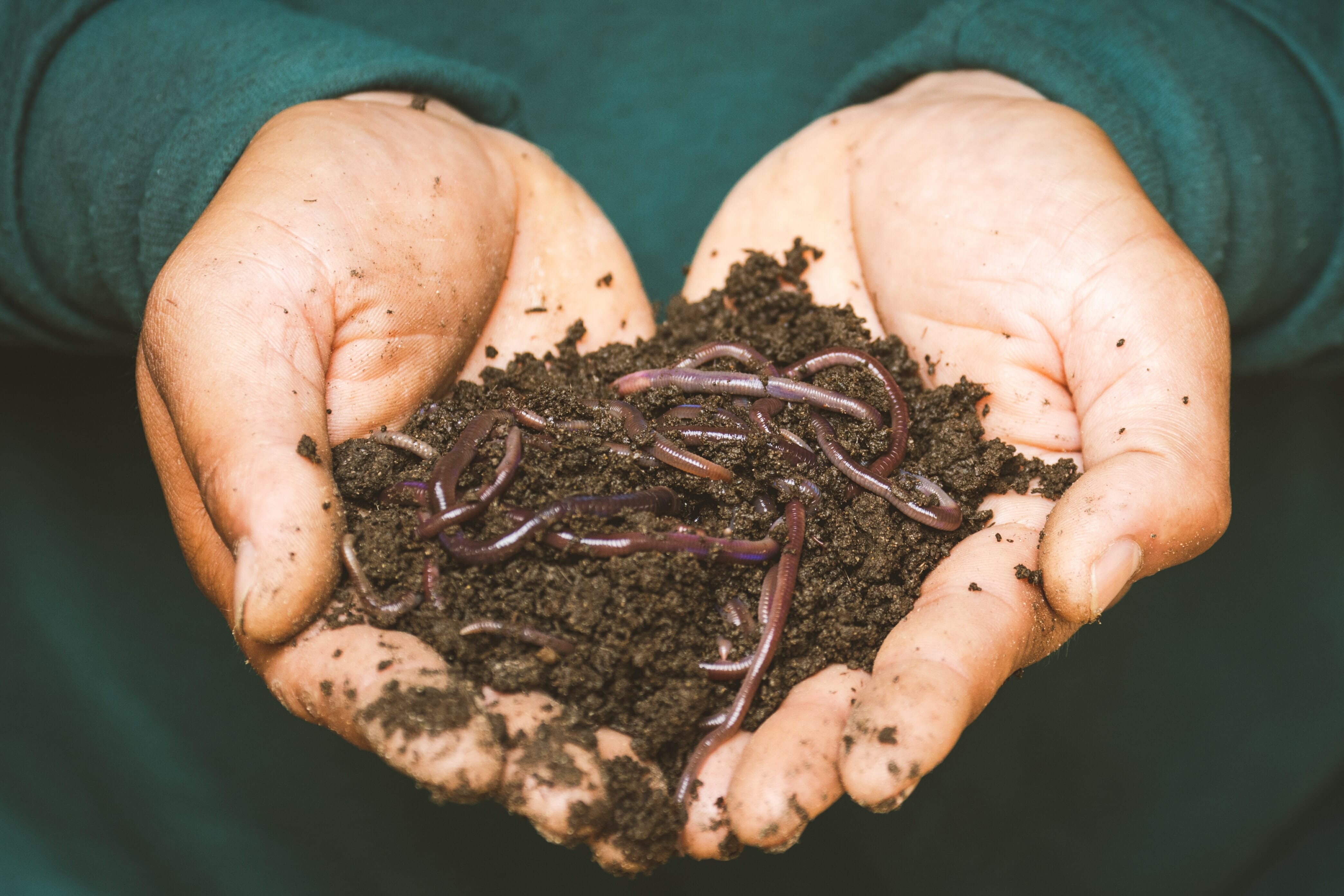 Wormfood Wonders – How To Compost Your My Chef Packaging With Ease