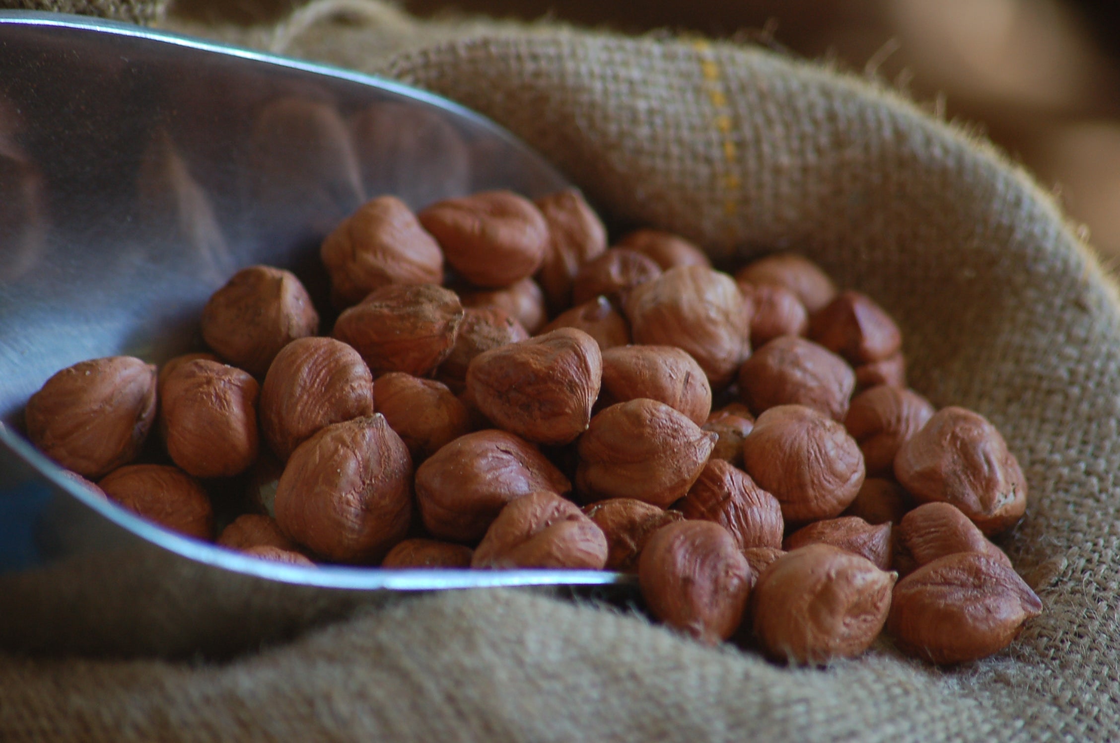 hazelnut_kernel_-_Bindi_Vanzella.jpg